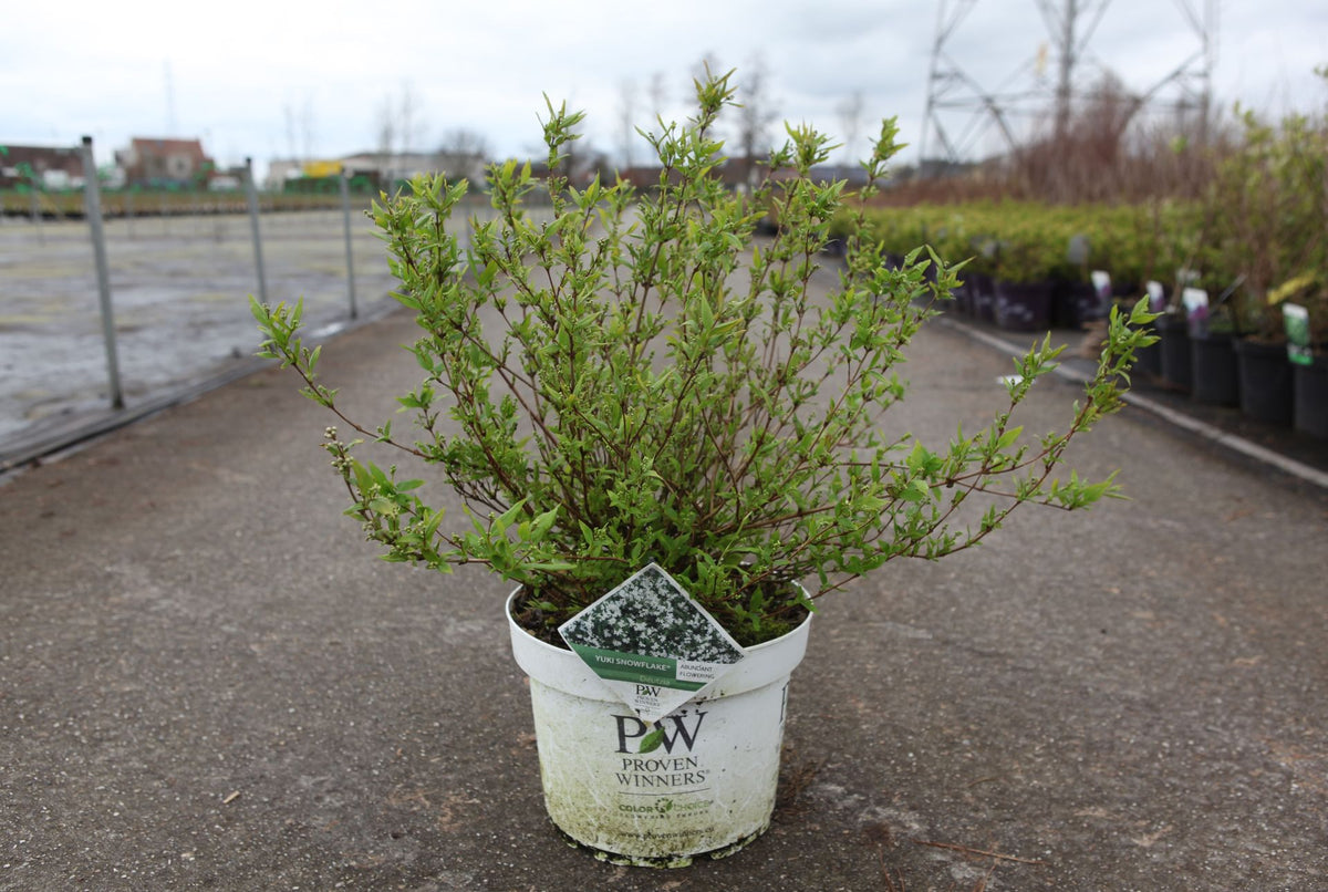 Deutzia Proven Winners© YUKI SNOWFLAKE (PBR)
