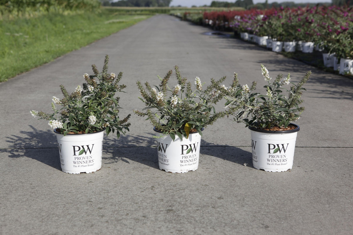 Buddleja davidii Proven Winners© WHITE CHIP (PBR)