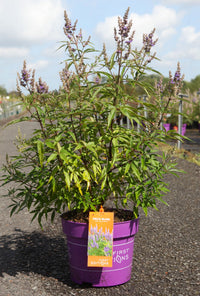 Vitex agnus-castus First Editions© 'Delta Blues©'