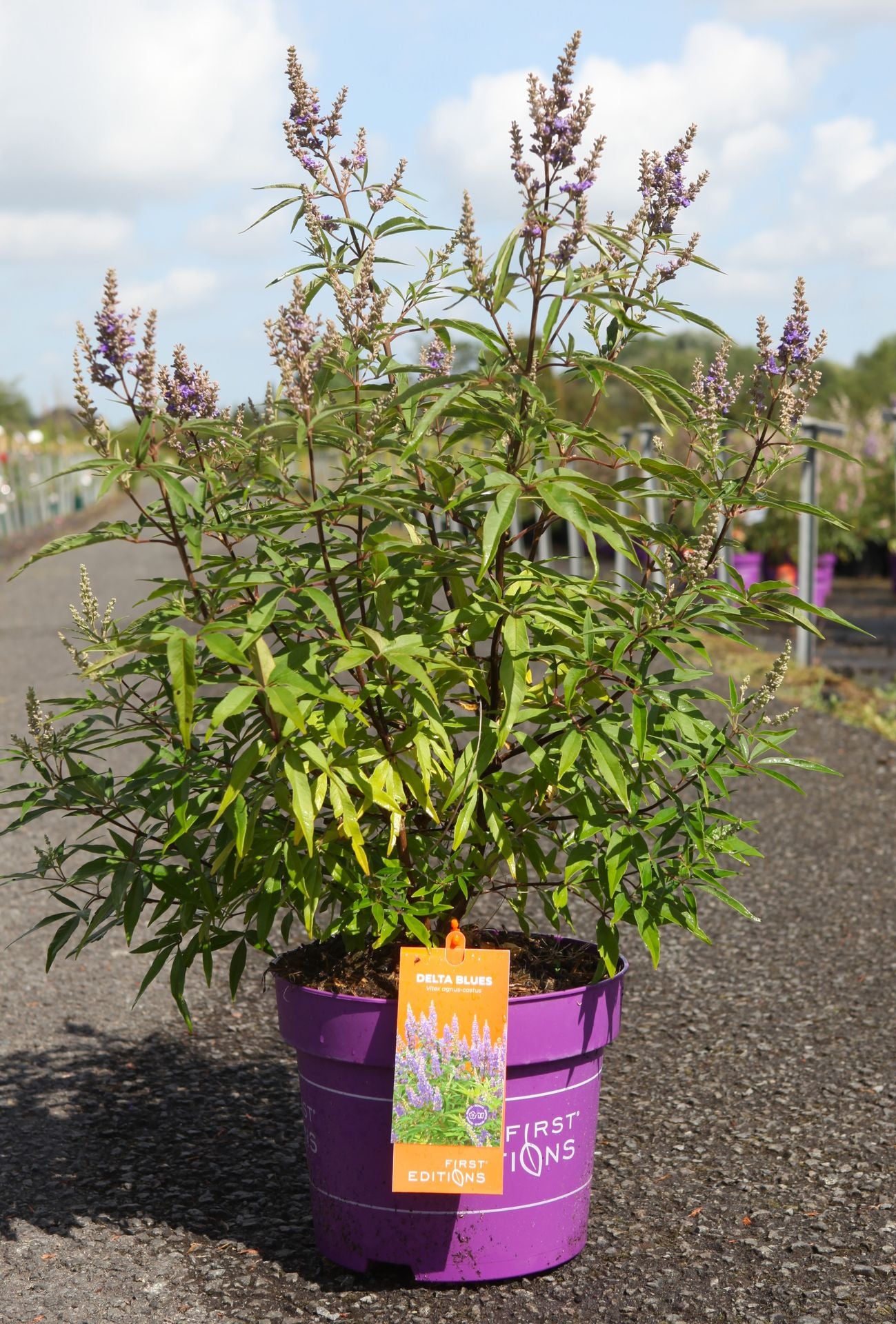 Vitex agnus-castus First Editions© 'Delta Blues©'