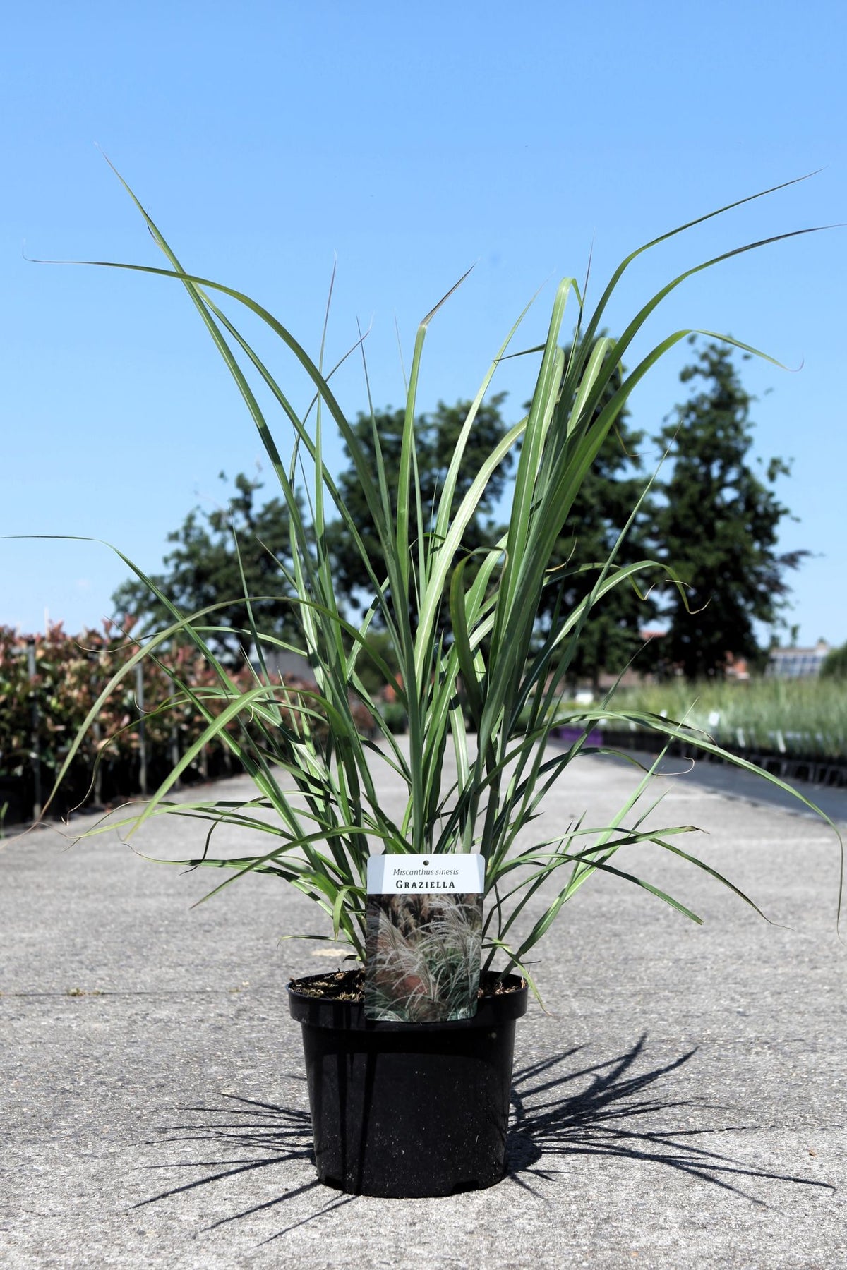 Miscanthus sinensis 'Graziella'