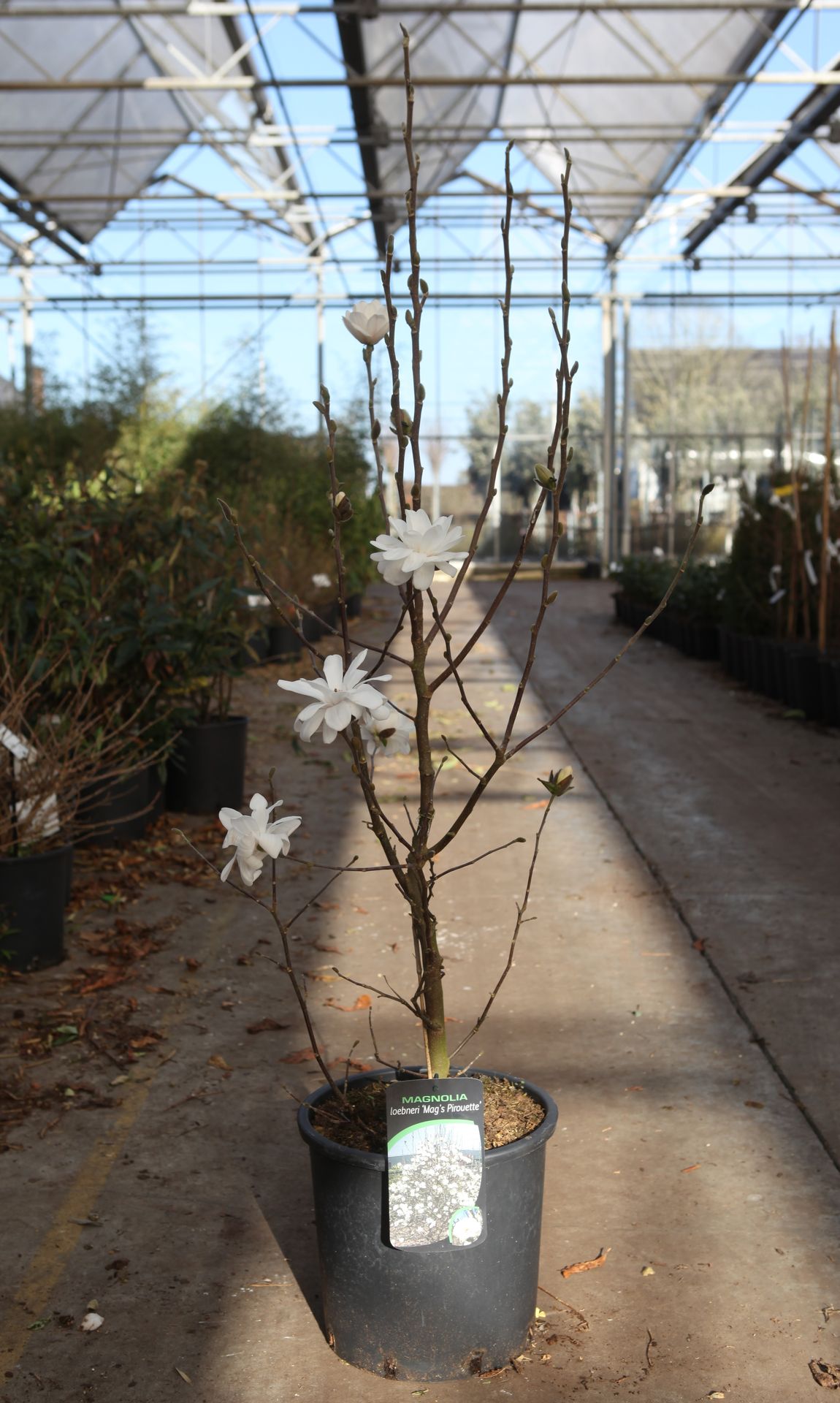 Magnolia 'Mag's Pirouette'