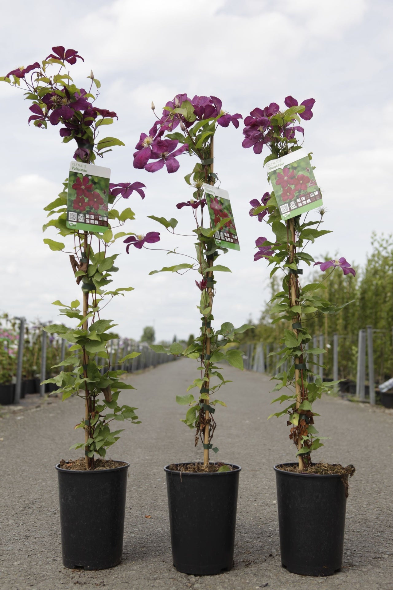 Clematis 'Voluceau'