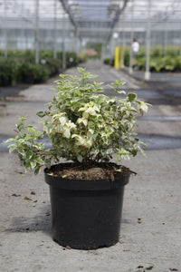 Philadelphus coronarius 'Variegatus'