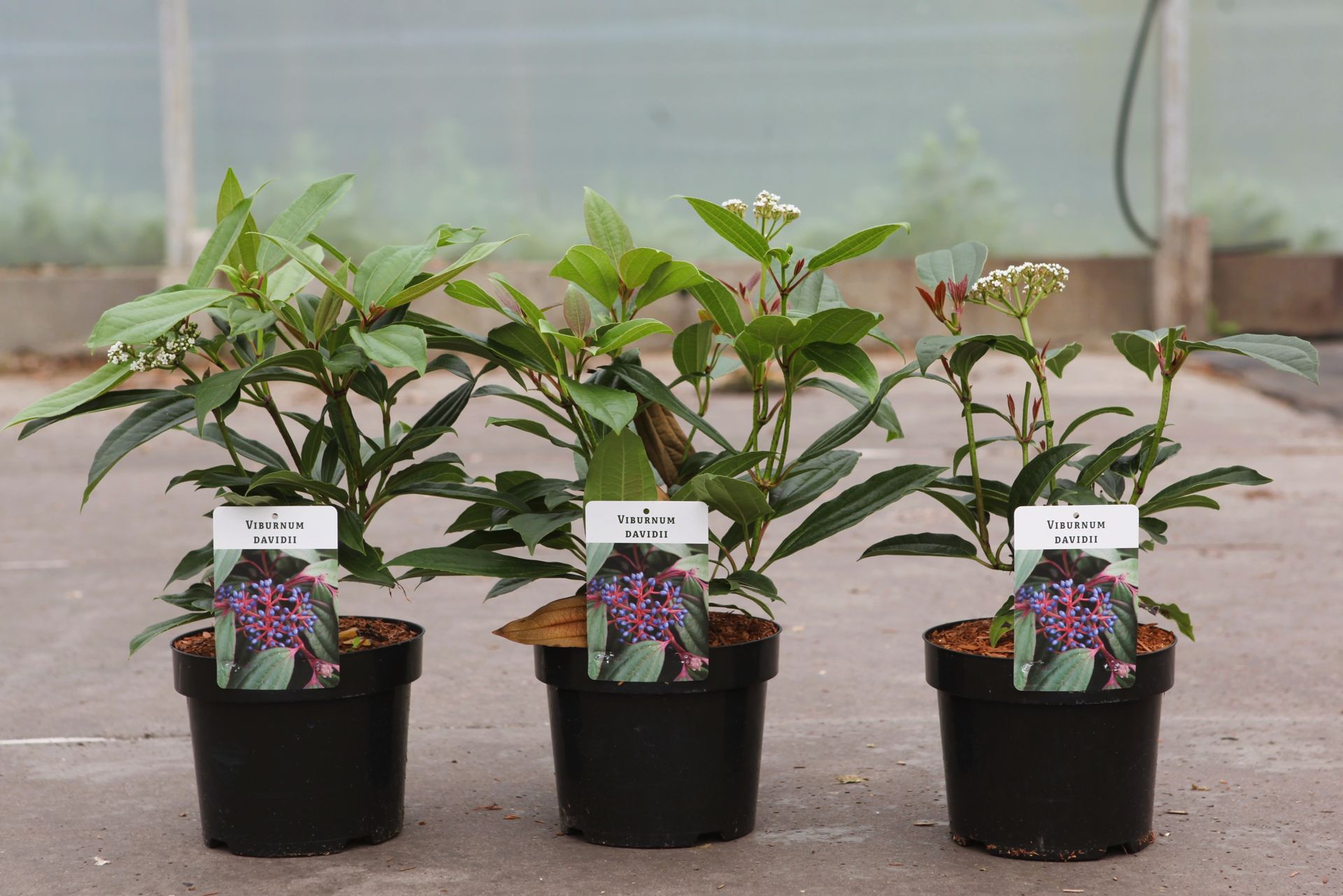 Viburnum davidii