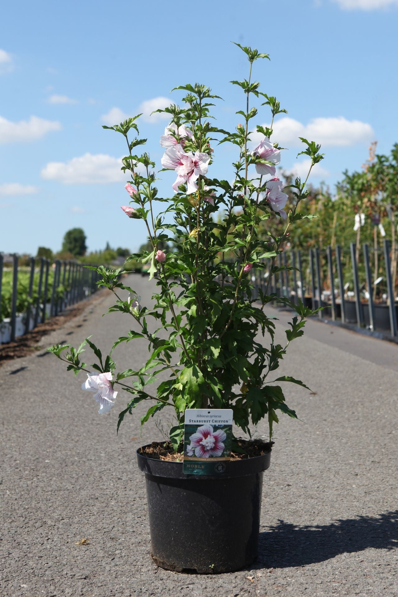 Hibiscus syriacus STARBURST CHIFFON (PBR)