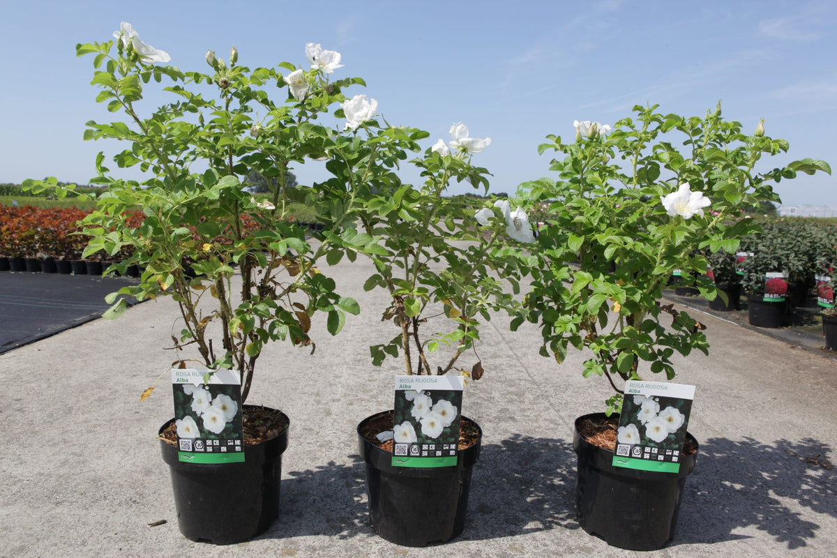 Rosa rugosa 'Alba'