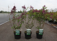 Syringa 'Red Pixie'