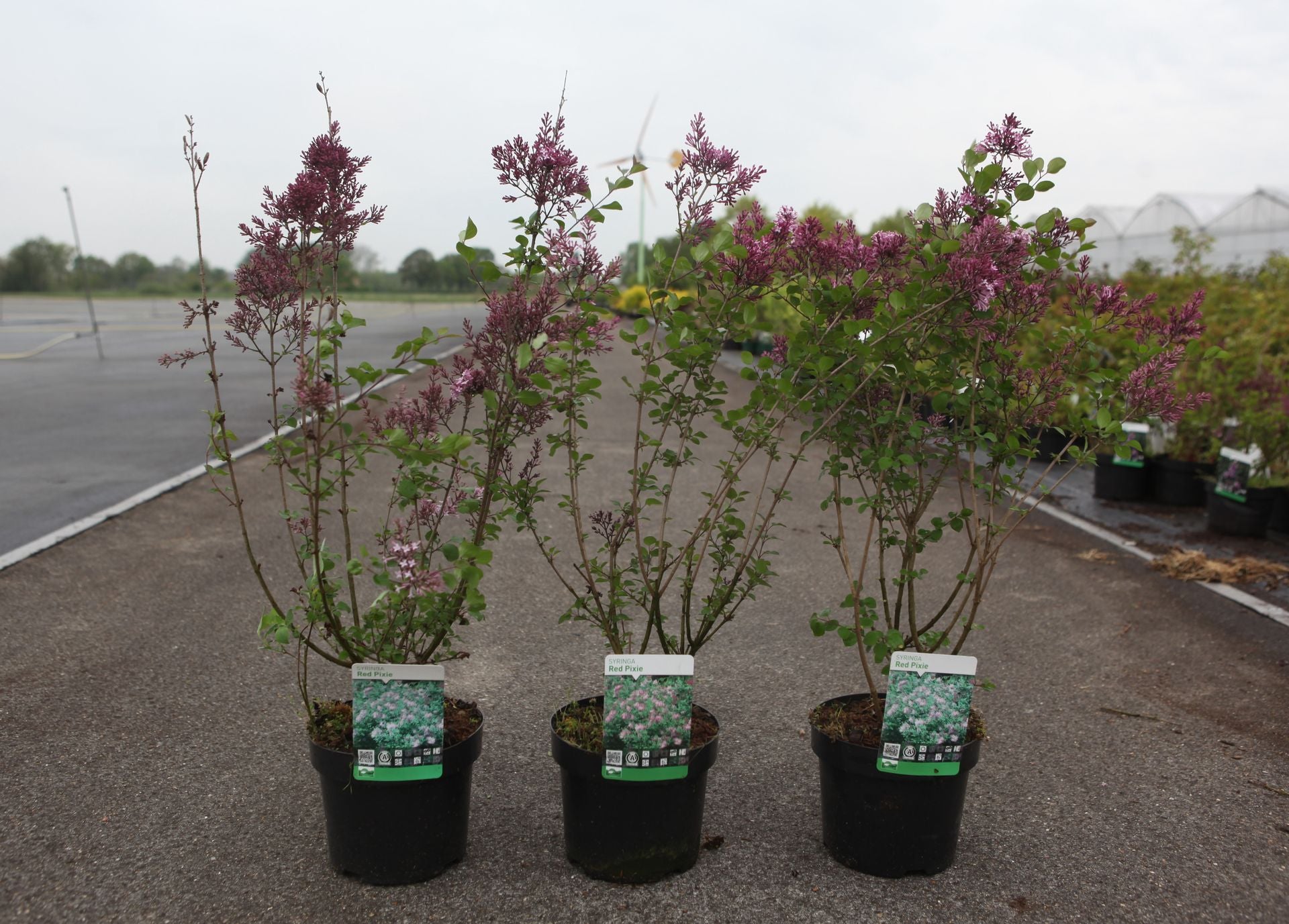 Syringa 'Red Pixie'