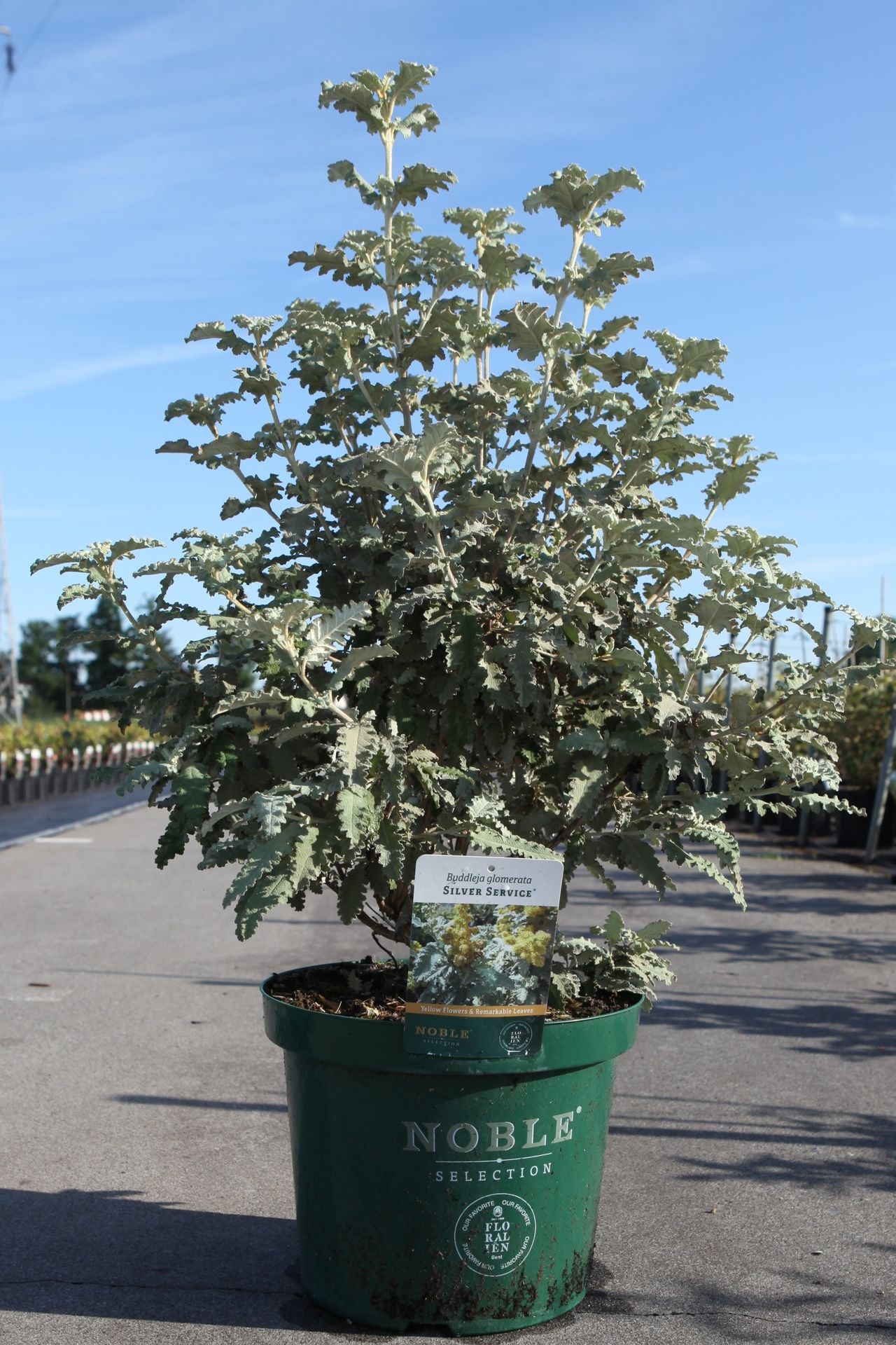 Buddleja glomerata 'Silver Service'