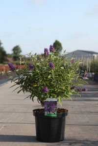 Buddleja davidii 'Purple Emperor'