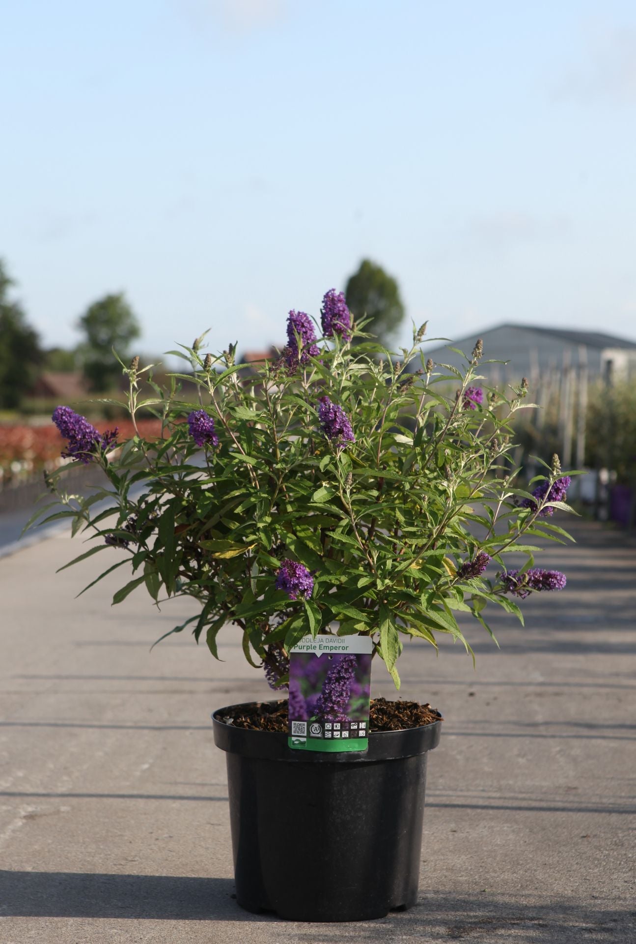 Buddleja davidii 'Purple Emperor'