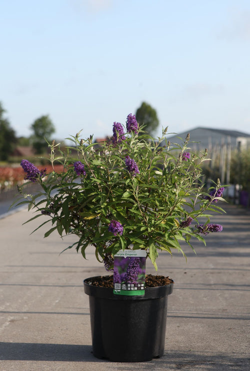 Buddleja davidii 'Purple Emperor'