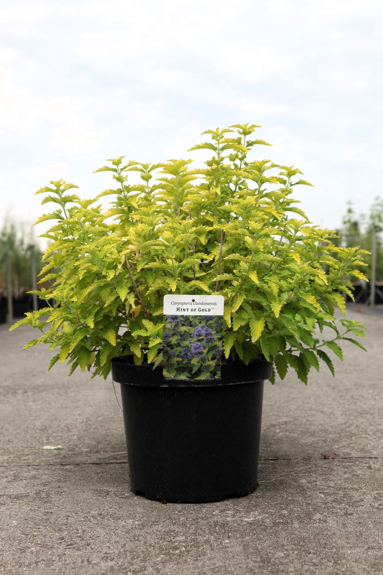 Caryopteris clandonensis HINT OF GOLD (PBR)