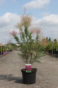 Tamarix ramosissima 'Rubra'