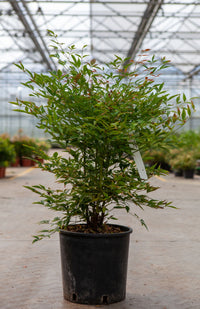 Nandina domestica