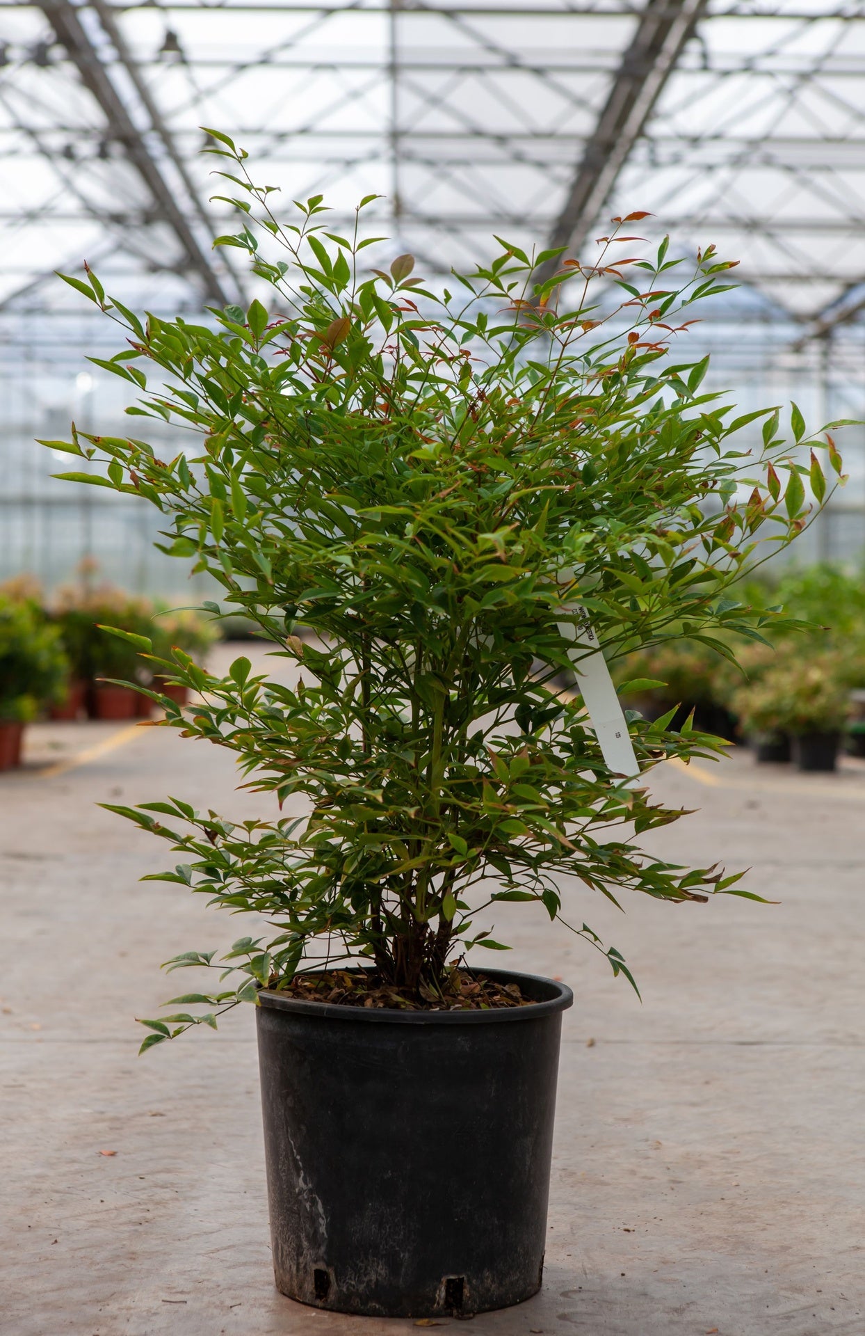 Nandina domestica