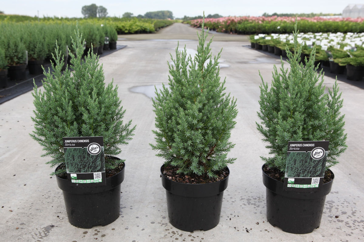 Juniperus chinensis 'Stricta'