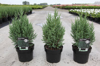 Juniperus chinensis 'Stricta'