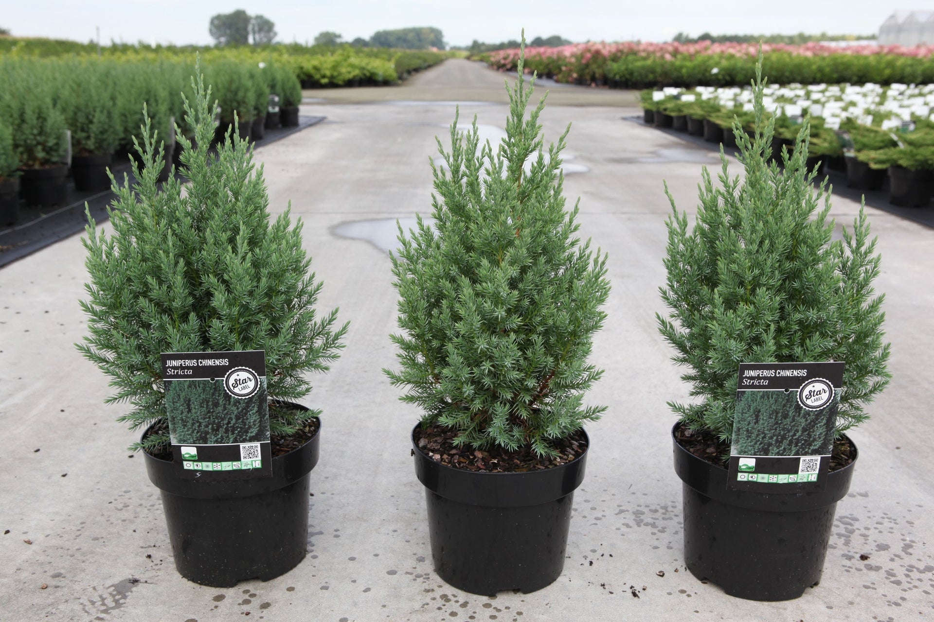 Juniperus chinensis 'Stricta'