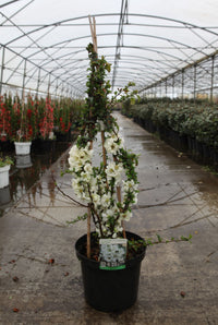 Chaenomeles superba 'Jet Trail'