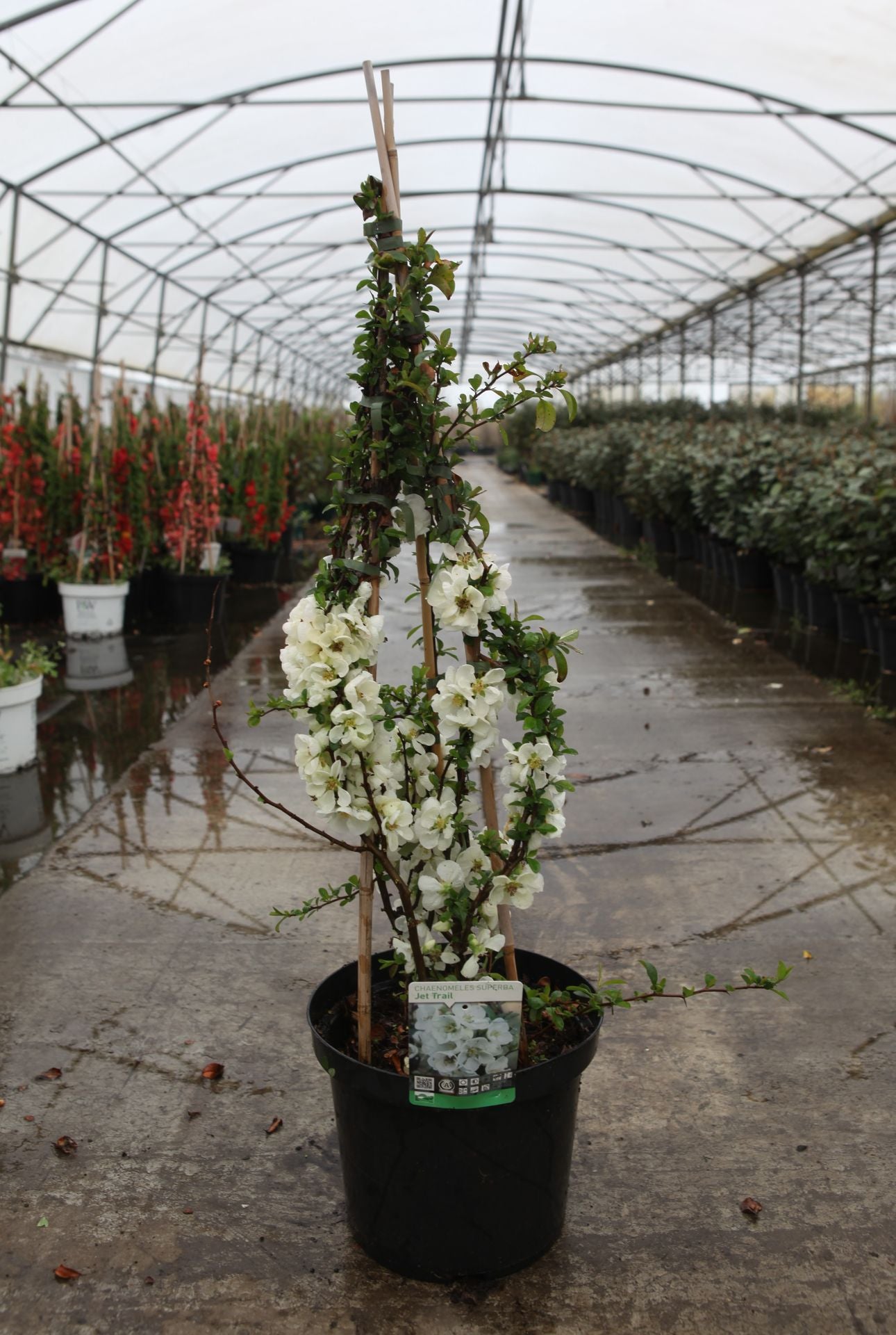 Chaenomeles superba 'Jet Trail'