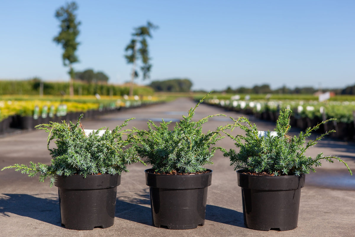 Juniperus chinensis 'Blue Alps'