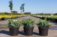 Juniperus chinensis 'Blue Alps'