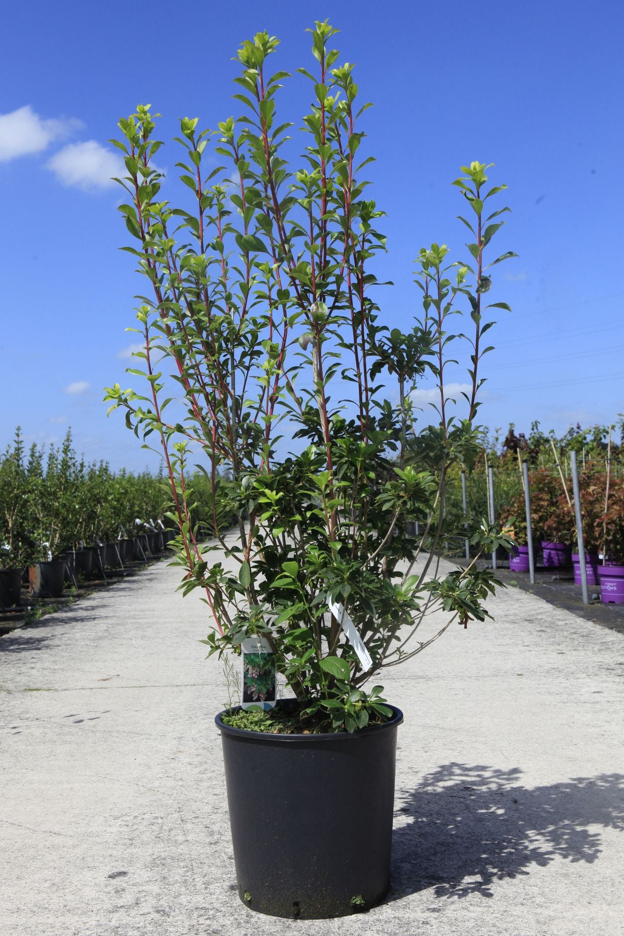 Enkianthus campanulatus