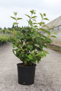 Viburnum plicatum tomentosum