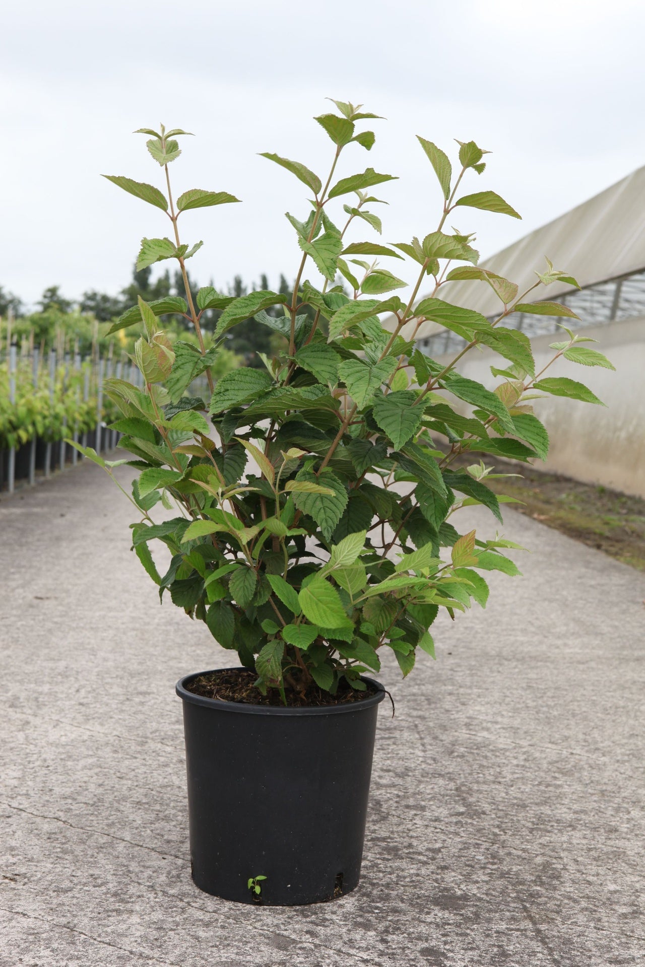 Viburnum plicatum tomentosum