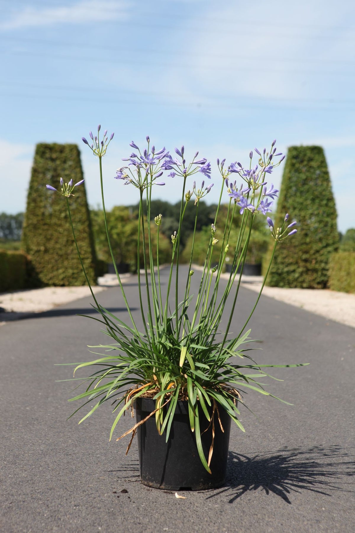 Agapanthus SEASTORM© (PBR)