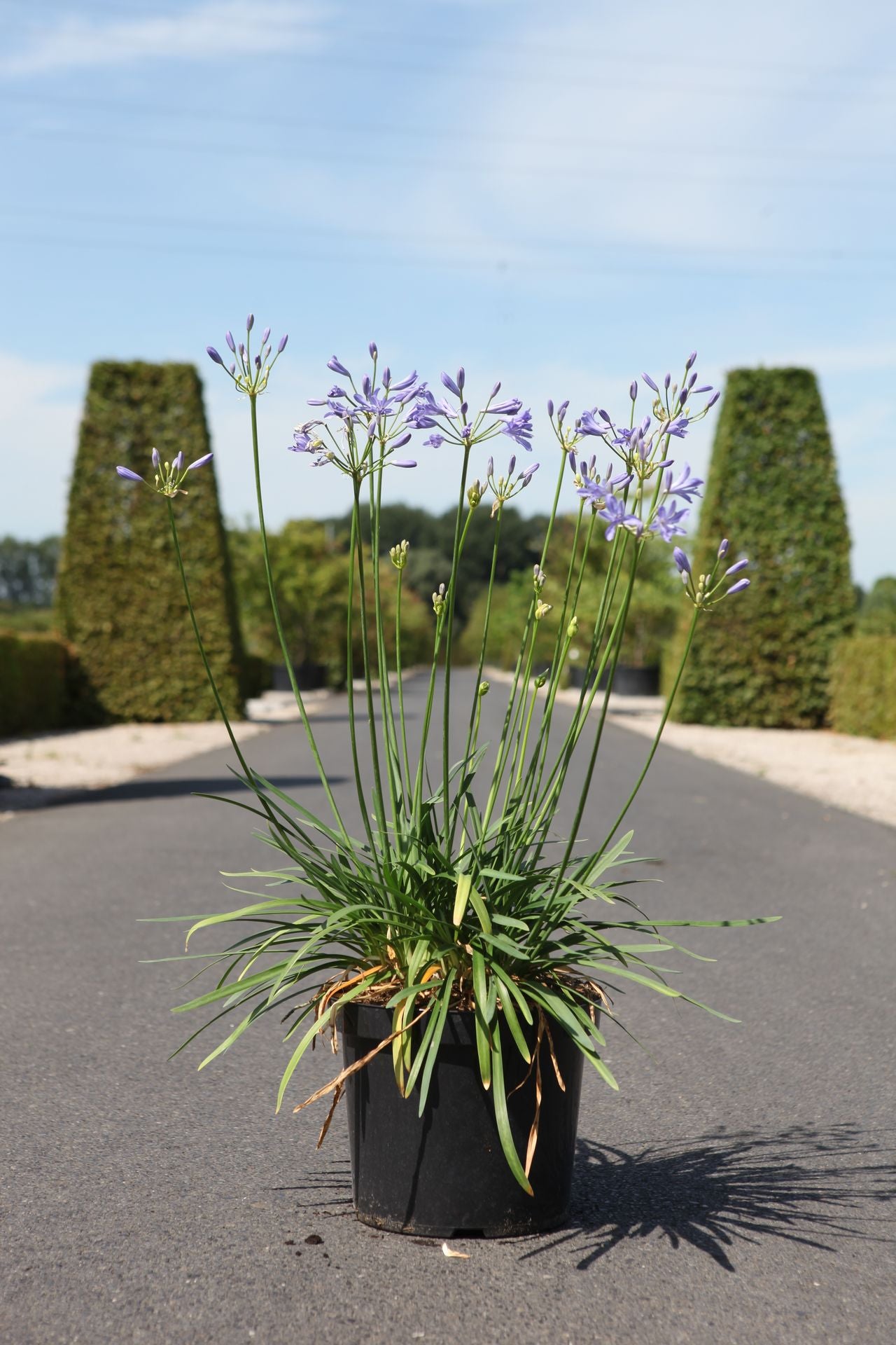 Agapanthus SEASTORM© (PBR)