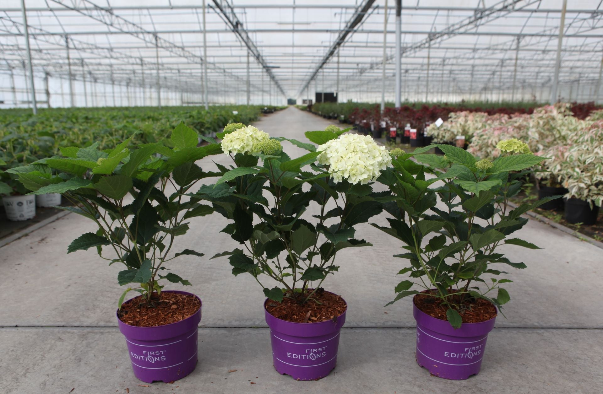 Hydrangea arborescens ‘FlowerWOW’ with strong stems and masses of buds opening into creamy white blooms