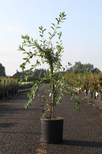 Exochorda 'The Bride'