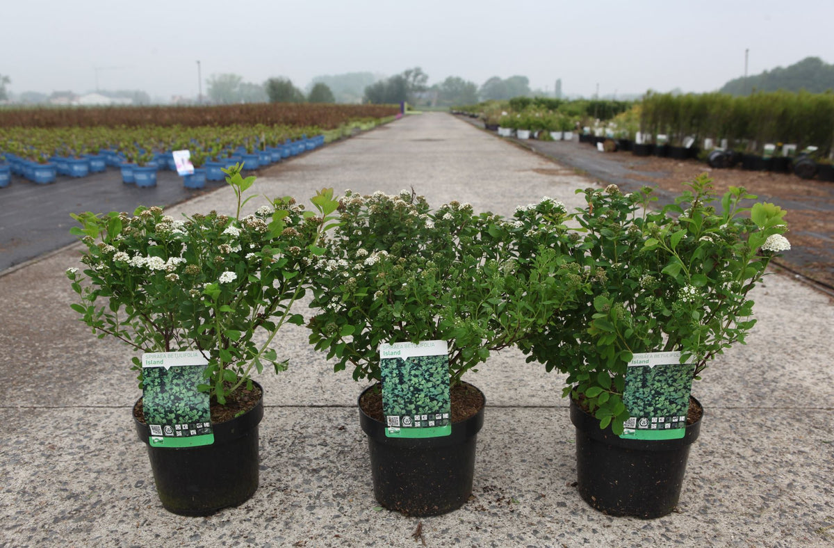 Spiraea betulifolia 'Island'