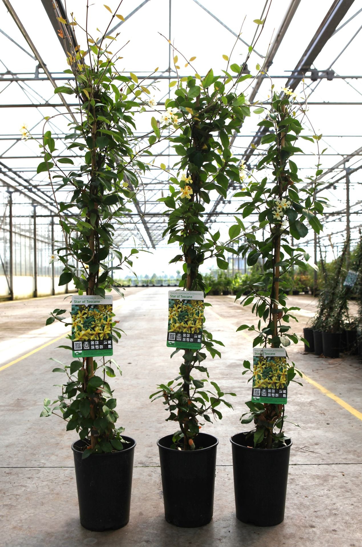 Trachelospermum jasminoides 'Star of Toscane'