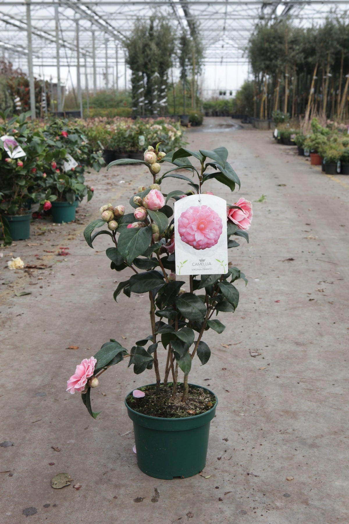 Camellia japonica 'Virginia Franco'