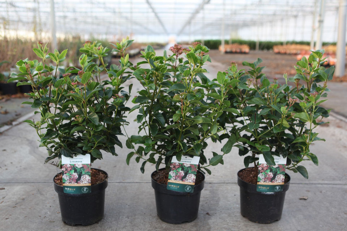 Viburnum tinus 'Lisarose' (PBR)