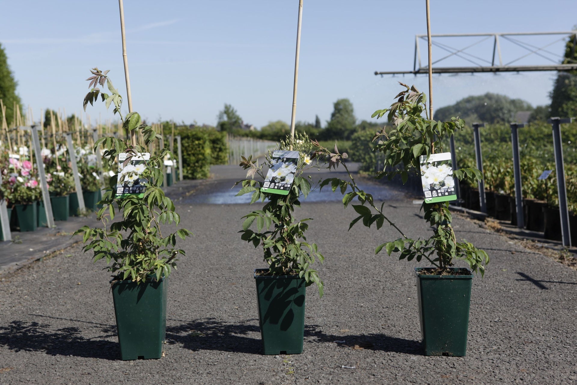 Rosa filipes 'Kiftsgate'
