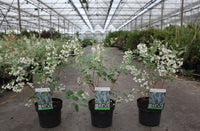 Zenobia pulverulenta 'Blue Sky'