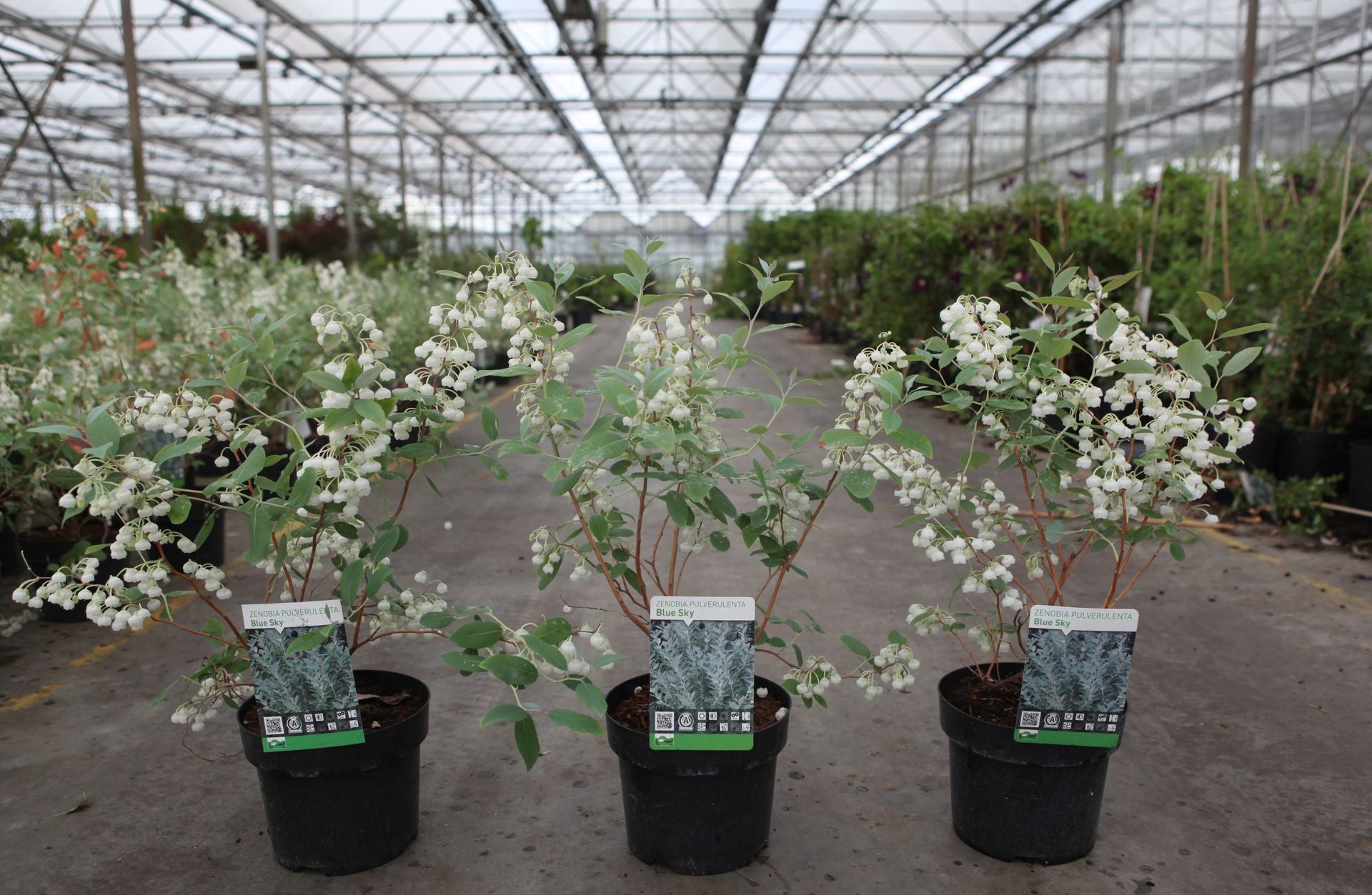 Zenobia pulverulenta 'Blue Sky'