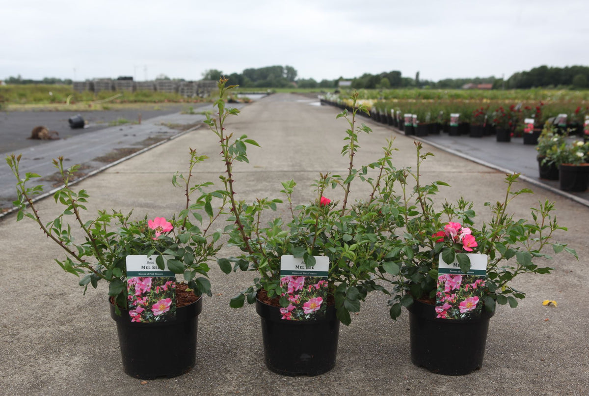 Rosa 'Mel Bee'