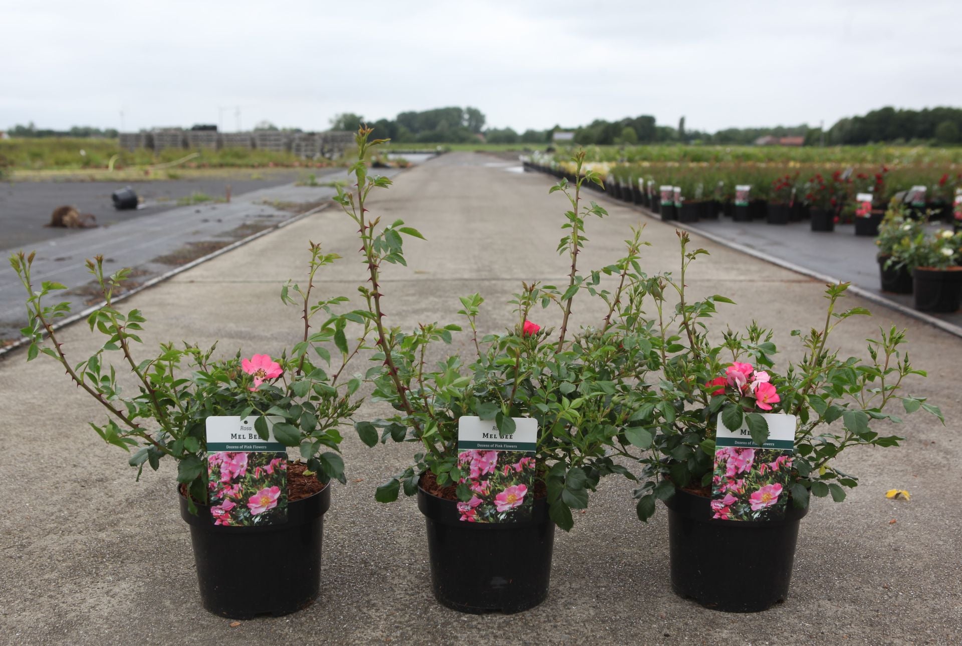 Rosa 'Mel Bee'