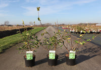 Lonicera fragrantissima