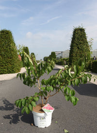 Heptacodium miconioides Proven Winners© TEMPLE OF BLOOM (PBR)