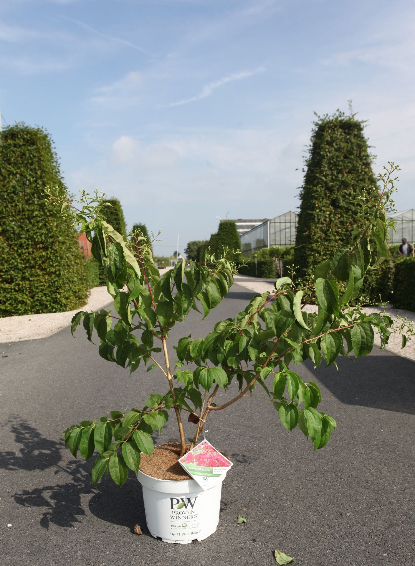 Heptacodium miconioides Proven Winners© TEMPLE OF BLOOM (PBR)