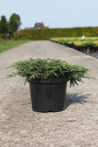 Juniperus communis 'Repanda'