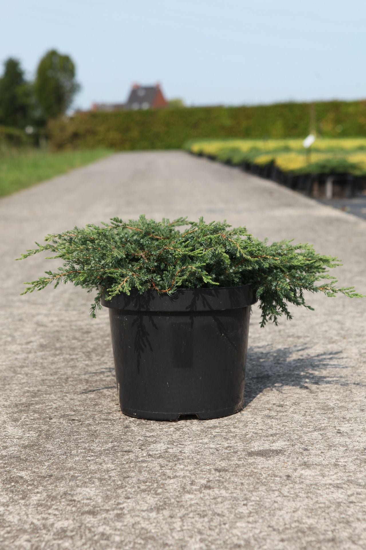 Juniperus communis 'Repanda'