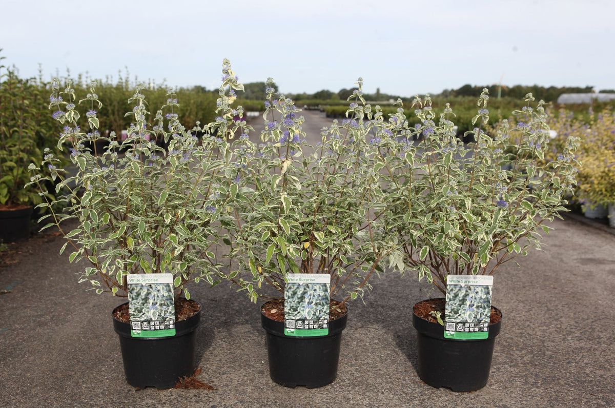 Caryopteris clandonensis 'White Surprise' (PBR)